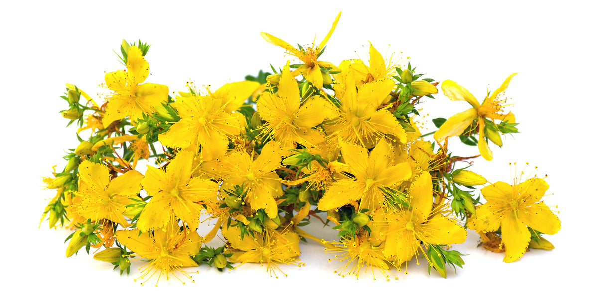 Gyógynövények - édesgyökér