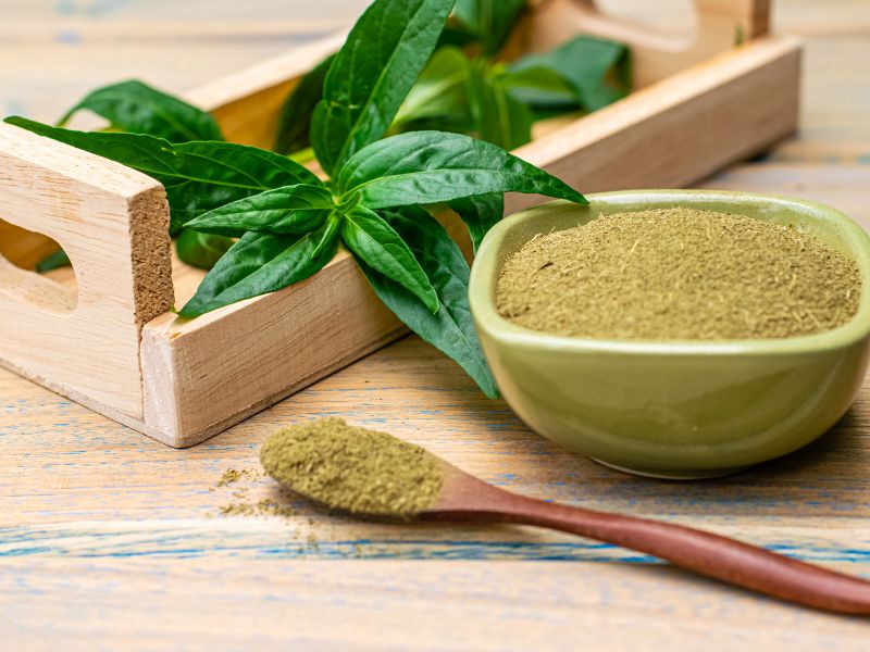 Andrographis paniculata