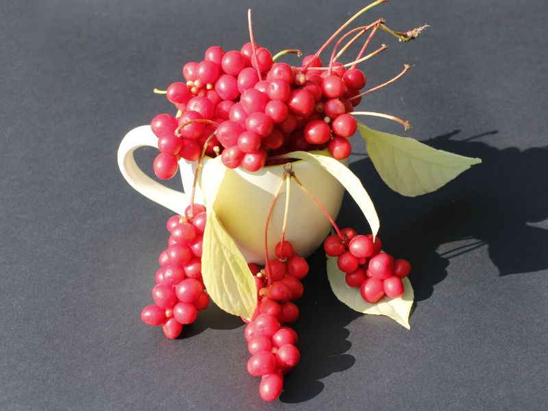 Kínai kúszómagnólia – Schisandra chinensis (五味子)