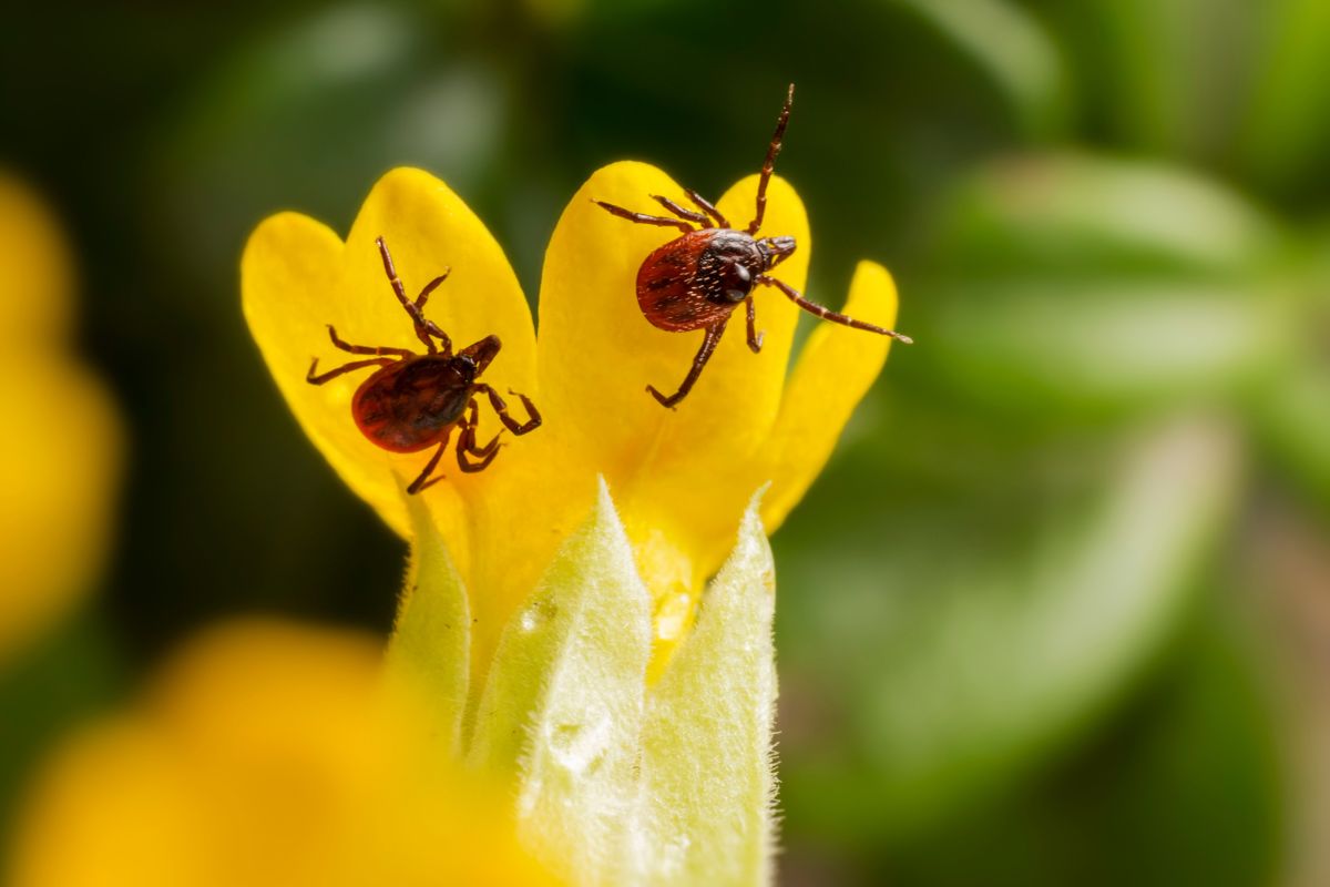 lyme-kór kullancsok