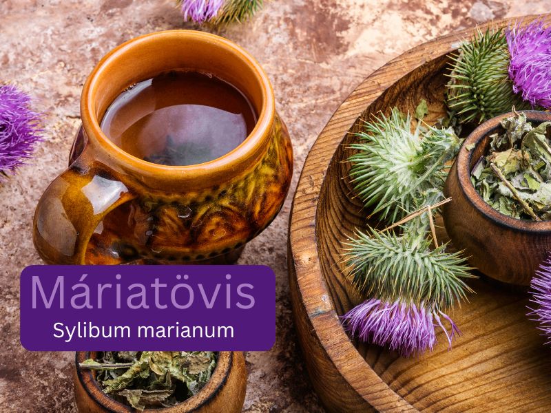 A máriatövis szerepe a méregtelenítésben