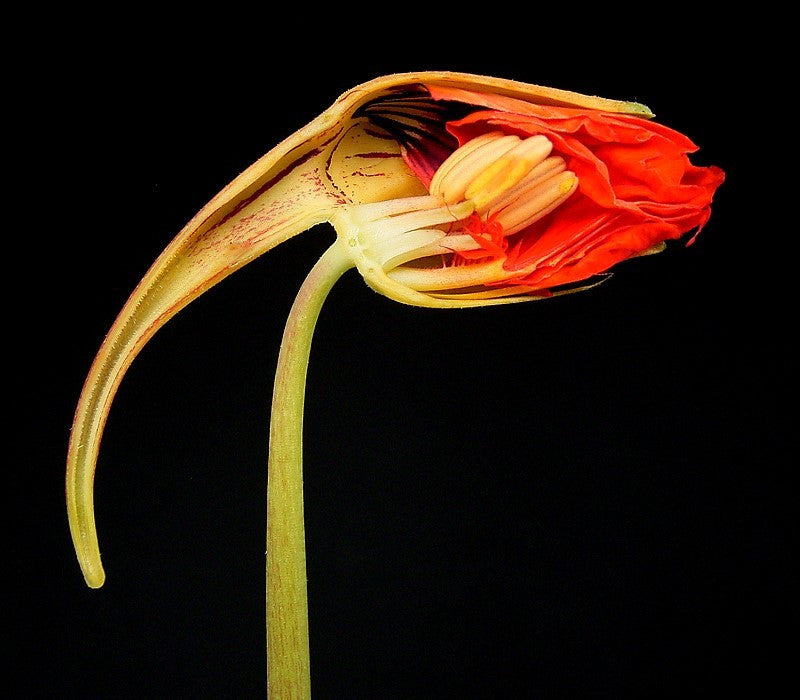 TERMÉSZETES ANTIBIOTIKUM