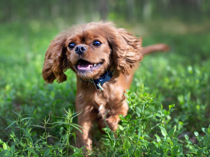 Allergiák kutyáknál – mi jó tudni?