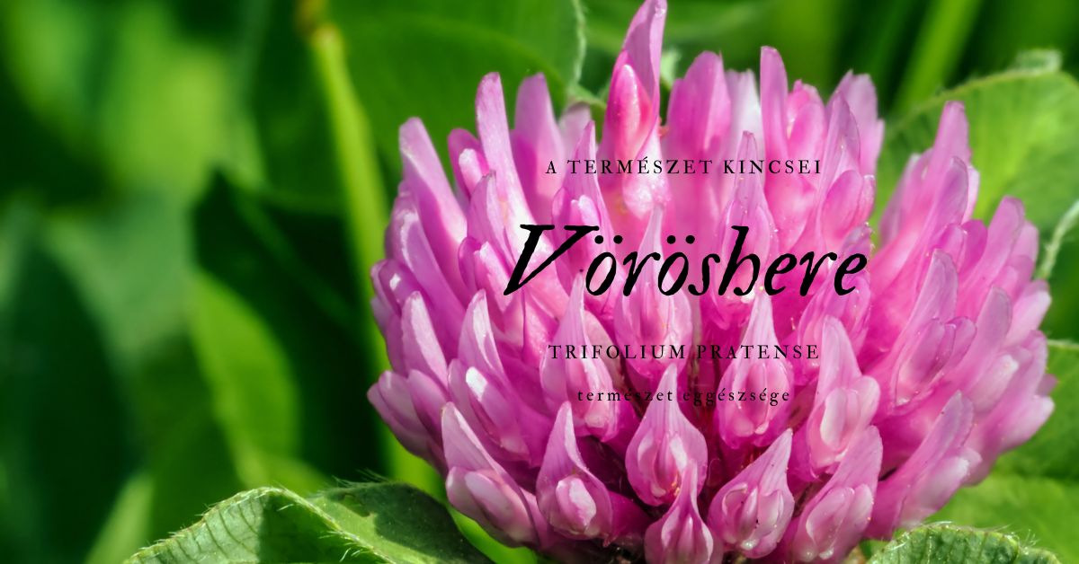 Harmónia kívül-belül – Próbáld ki a Vöröshere erejét! Nőknek és férfiaknak is szolgál