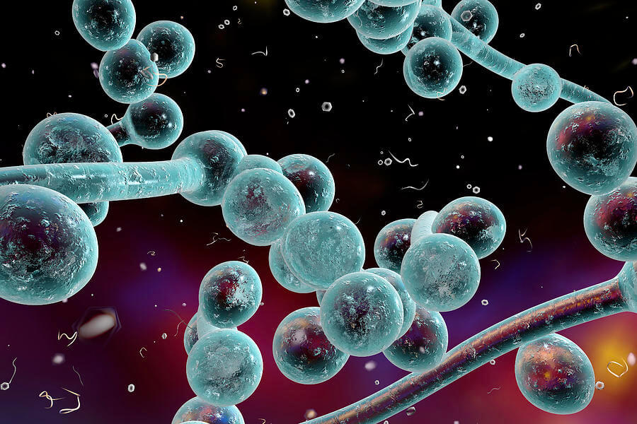 candida albicans