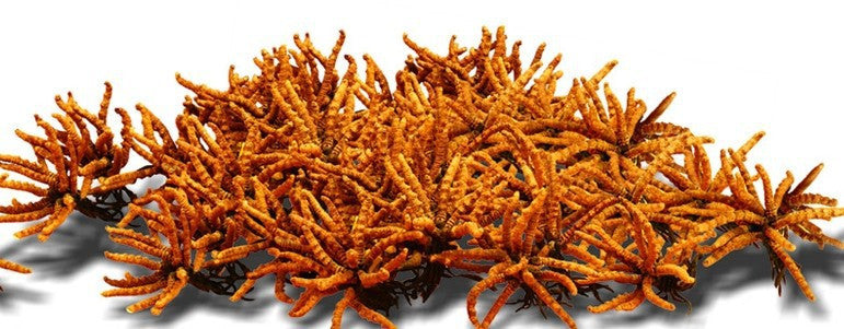 cordyceps sinensis