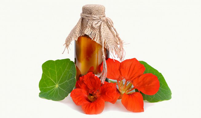 kerti sarkanytúka természetes antibiotikum