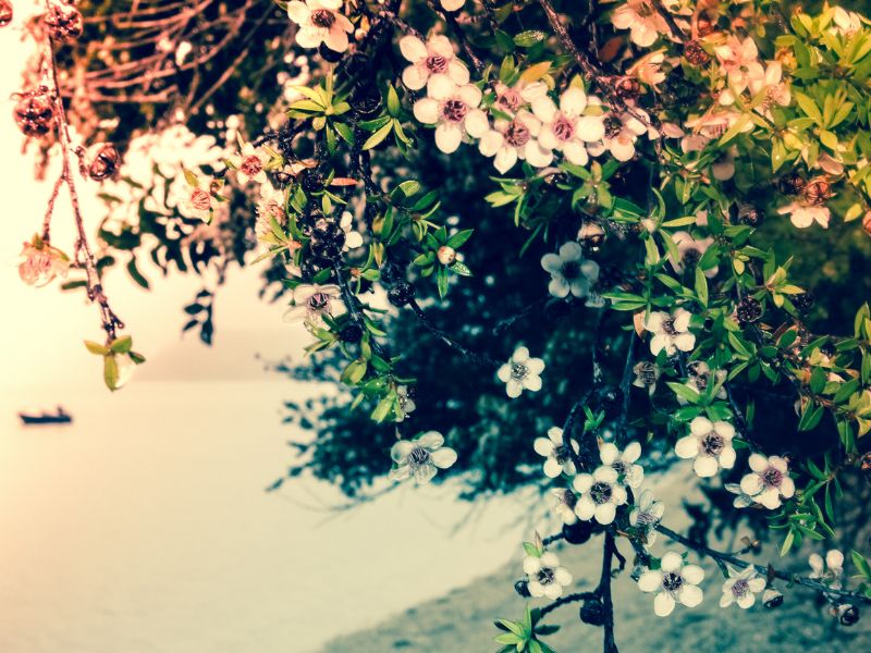 Manuka – a praktikus barát otthonra és utazásra