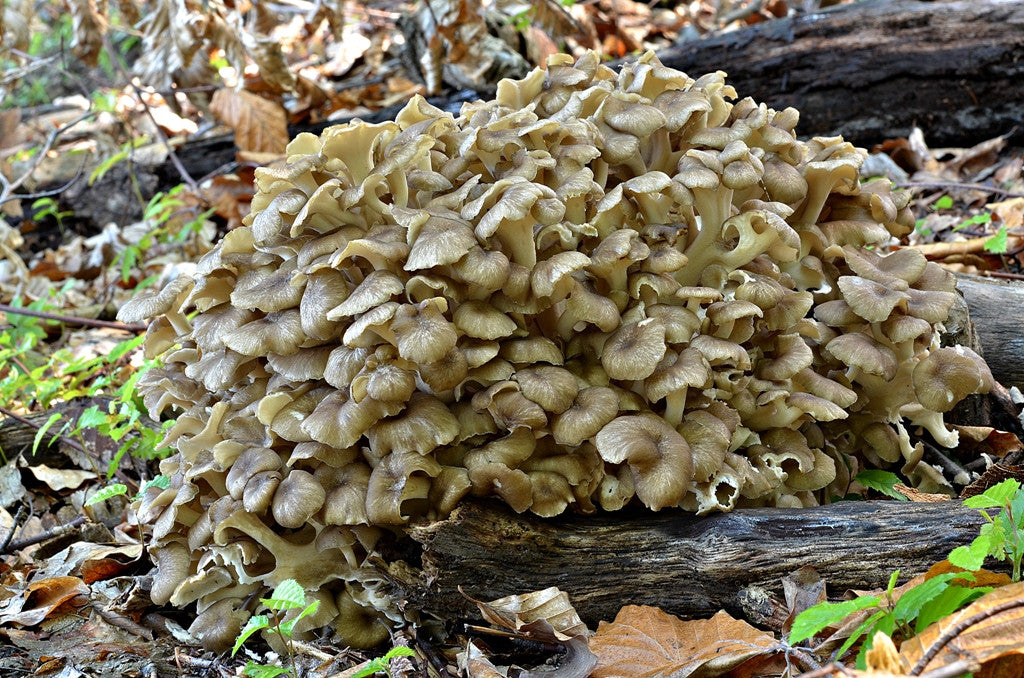 POLYPORUS UMBELLATUS GYÓGYGOMBA