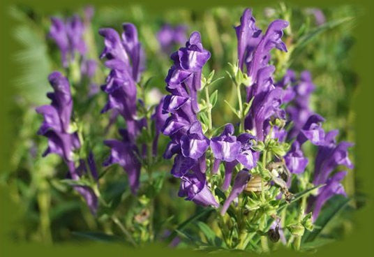 BAJKÁLI CSUKÓKA segítség a gombás-, bakteriális- és vírusos fertőzéseknél