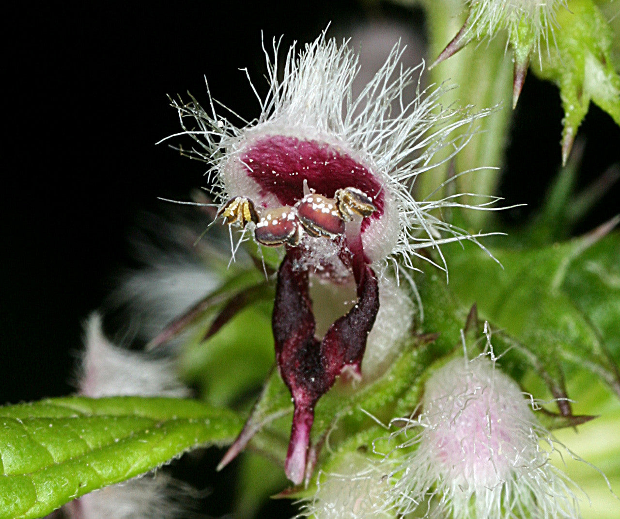 szúrós gyöngyajak