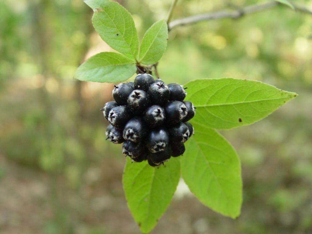 szibériai ginzeng immunerősítő adaptogén