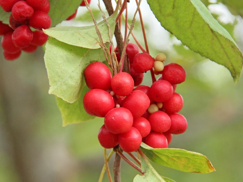 Kínai kúszómagnólia – Schisandra chinensis (五味子) természet egészsége